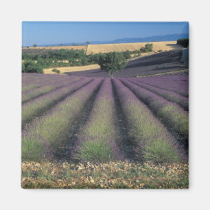 Imán UE, Francia, Provenza, Campos de lavanda 2