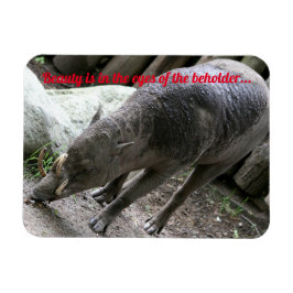 Imán Ugly animals, Babirusa