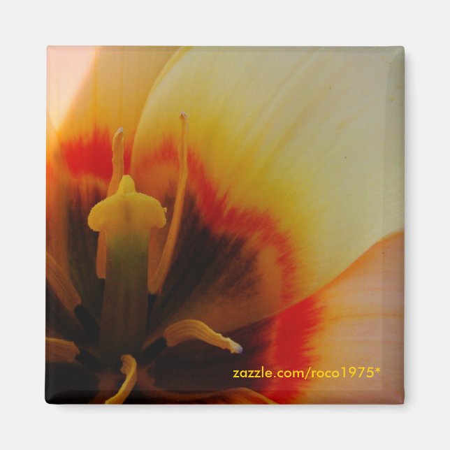 Imán Umile (Frente)