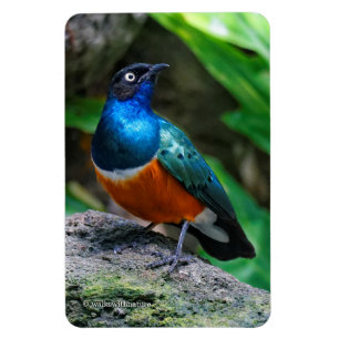 Imán Un ave cantora africana Superb Starling impresiona