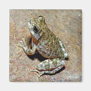 Imán Un barranco Treefrog