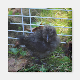 Imán Un bebé Silkie