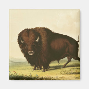 Imán Un bisonte, c.1832