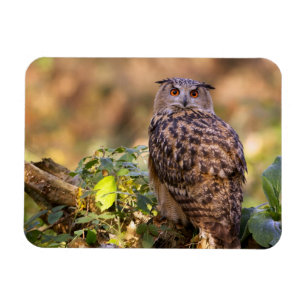 Imán Un búho águila
