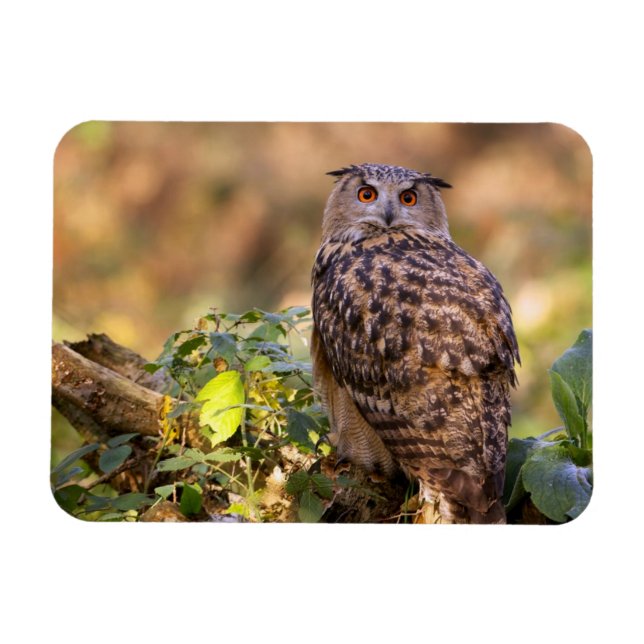 Imán Un búho águila (Horizontal)