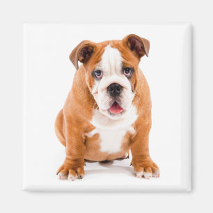 Imán Un Bulldog inglés muy divertido, un perro postizo