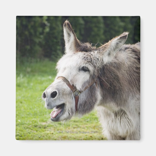 Imán Un burro (Frente)