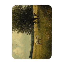 Imán Un Caballo Blanco Arañando En Un Campo