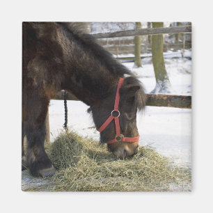 Imán Un caballo nativo originalmente de Gotland donde