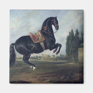 Imán Un caballo negro que realiza el Courbette