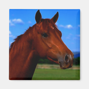 Imán Un caballo que se coloca orgulloso