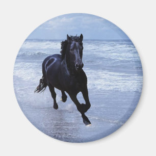 Imán Un caballo salvaje y libre