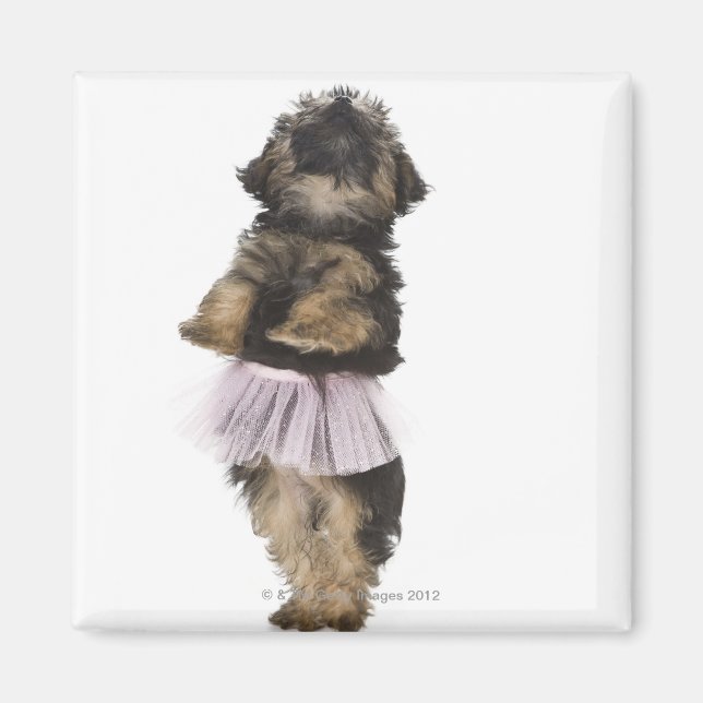 Imán Un cachorro Yorkie-poo en un tutu en sus patas tra (Frente)