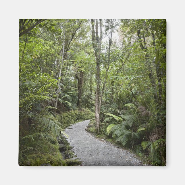 Imán Un camino a través de una selva tropical en la bas (Frente)