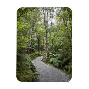 Imán Un camino a través de una selva tropical en la bas