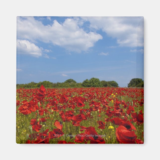 Imán Un Campo lleno de flores rojas (Frente)