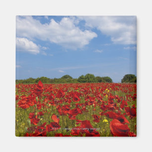 Imán Un campo por completo de flores rojas