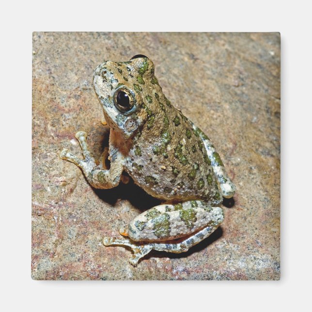 Imán Un cañón Treefrog (Frente)