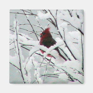 Imán Un cardenal rojo hermoso en los arbustos cubrió
