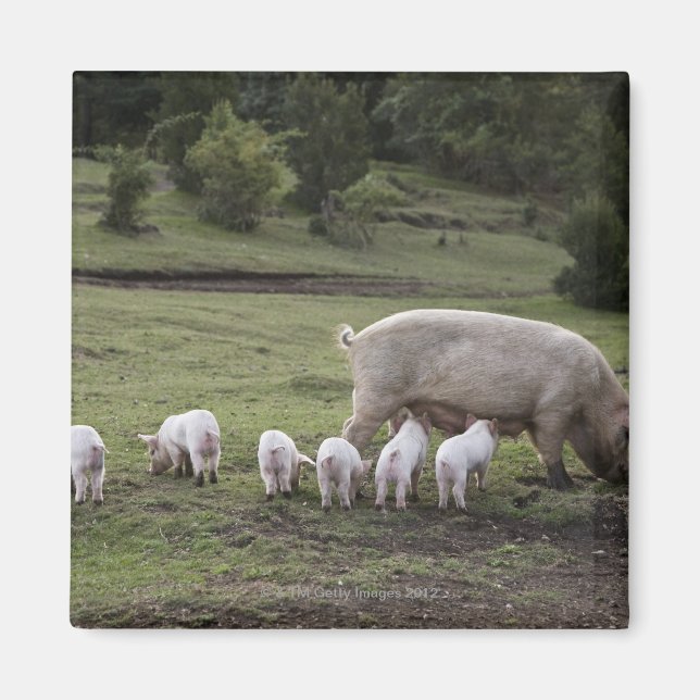 Imán Un cerdo con lechones en un campo (Frente)