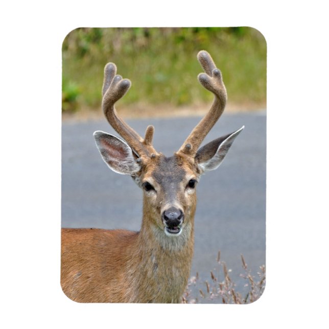 Imán Un ciervo de mula negra (Vertical)