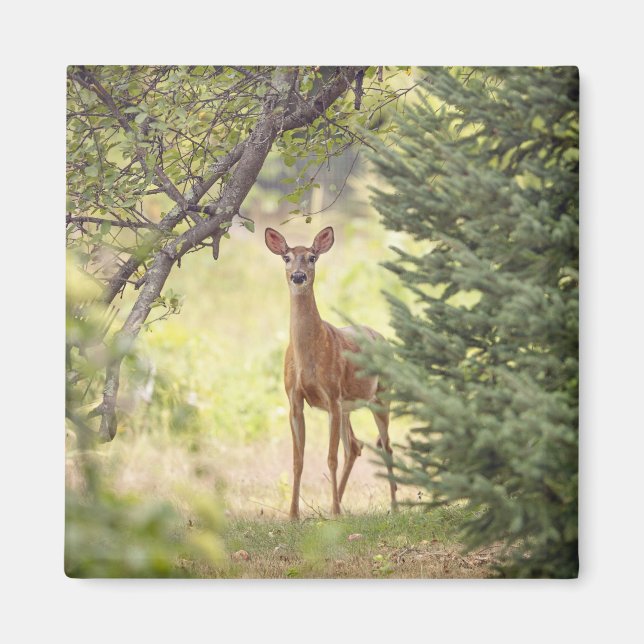 Imán Un ciervo solitario (Frente)