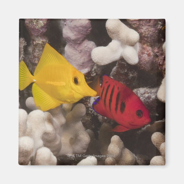 Imán Un colmillo amarillo (Frente)