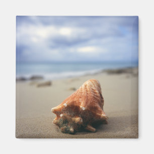 Imán Un Concha En La Playa   Santa Cruz, Usvi