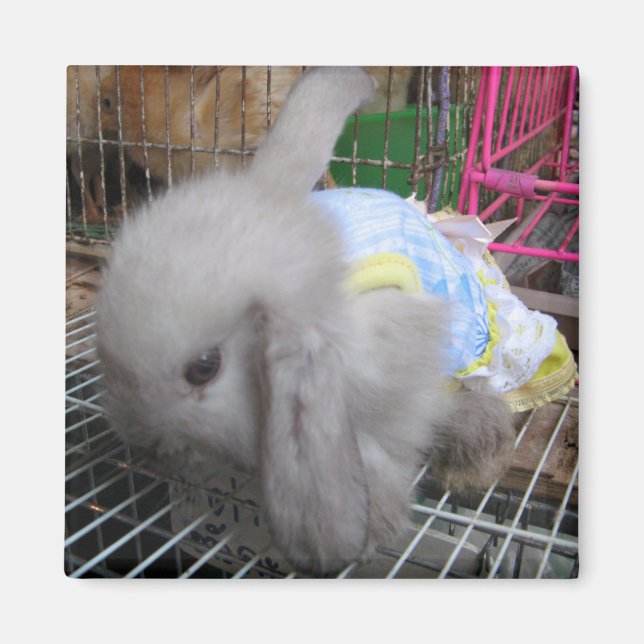 Imán Un conejo vestido (Frente)