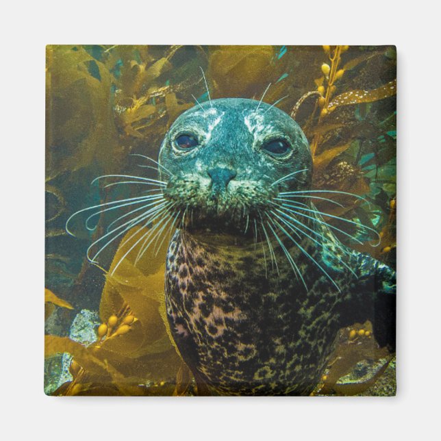 Imán Un curioso bosque de sellos marinos Kelp | Santa B (Frente)