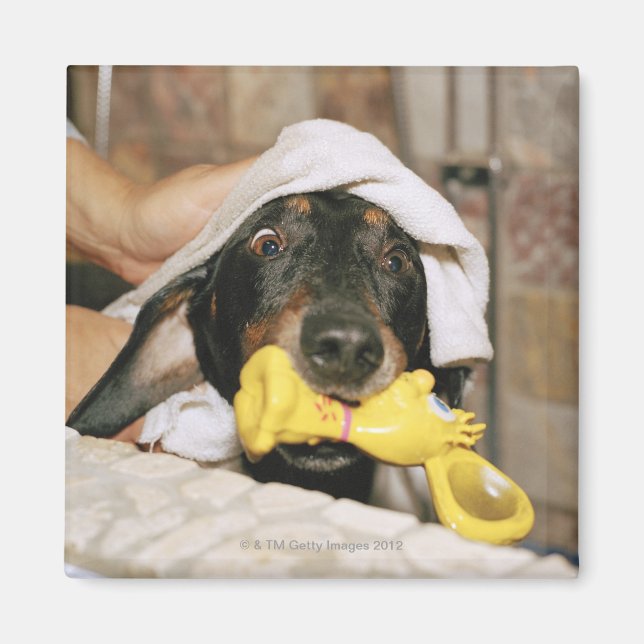 Imán Un dachshund bañándose. (Frente)