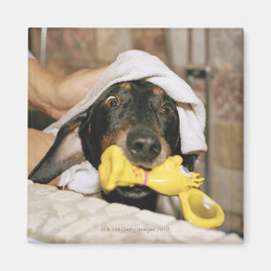 Imán Un dachshund que es bañado