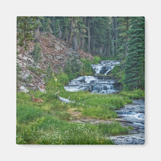 Imán Un dólar descansa en un río en cascada (Frente)