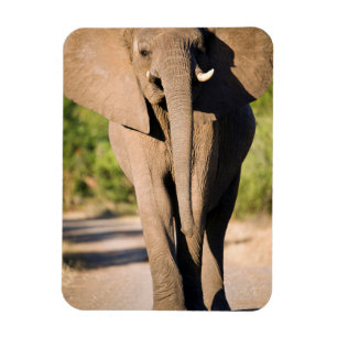 Imán Un elefante africano (Loxodonta Africana) camina