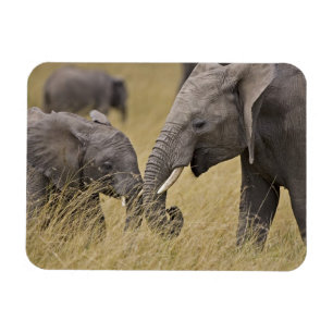 Imán Un elefante africano pastando en los campos