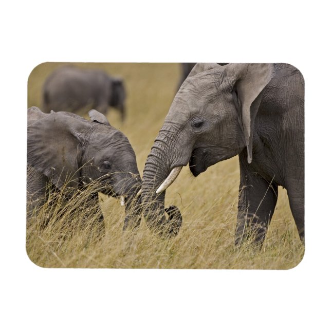 Imán Un elefante africano pastando en los campos (Horizontal)