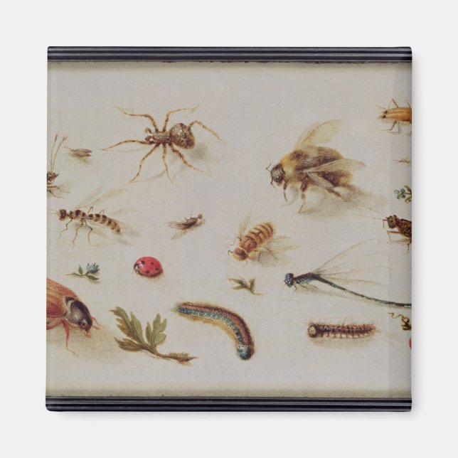 Imán Un estudio de insectos (Frente)
