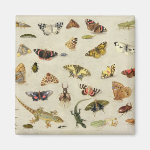 Imán Un estudio de insectos