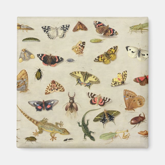 Imán Un estudio de insectos (Frente)