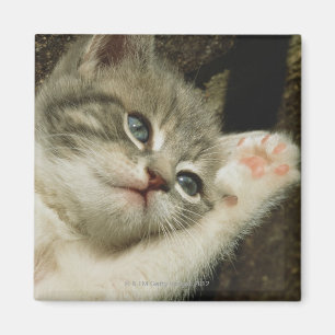 Imán Un gatito, con los ojos azules grandes, pone en é