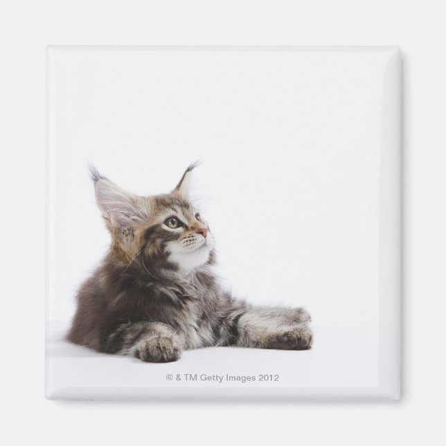 Imán Un gatito de Maine Coon cat (Frente)
