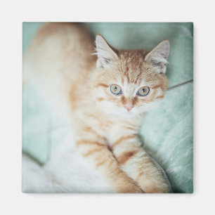 Imán Un gatito de oro del color que se acuesta