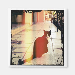 Imán Un gato