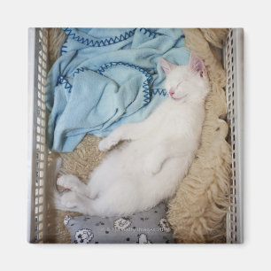 Imán Un gato blanco que duerme en una cesta de