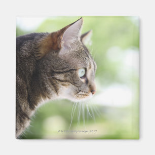 Imán Un gato de tabby adulto que mira fijamente fuera