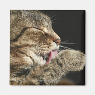 Imán Un gato de tabby que se lame la pata