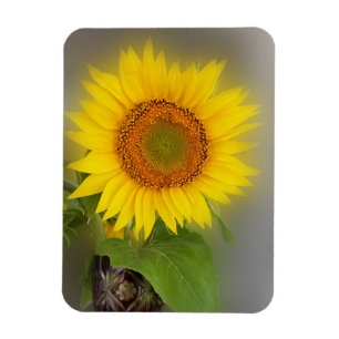 Imán un girasol brillante