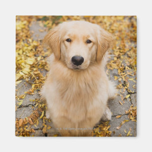 Imán Un golden retriever de los años, retrato