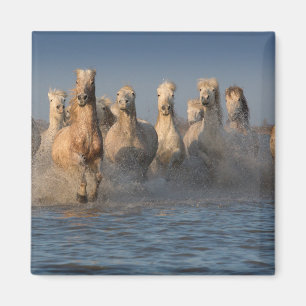 Imán Un grupo de caballos blancos en la región de