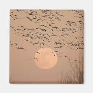 Imán Un grupo de gansos nivales migratorios, Grus